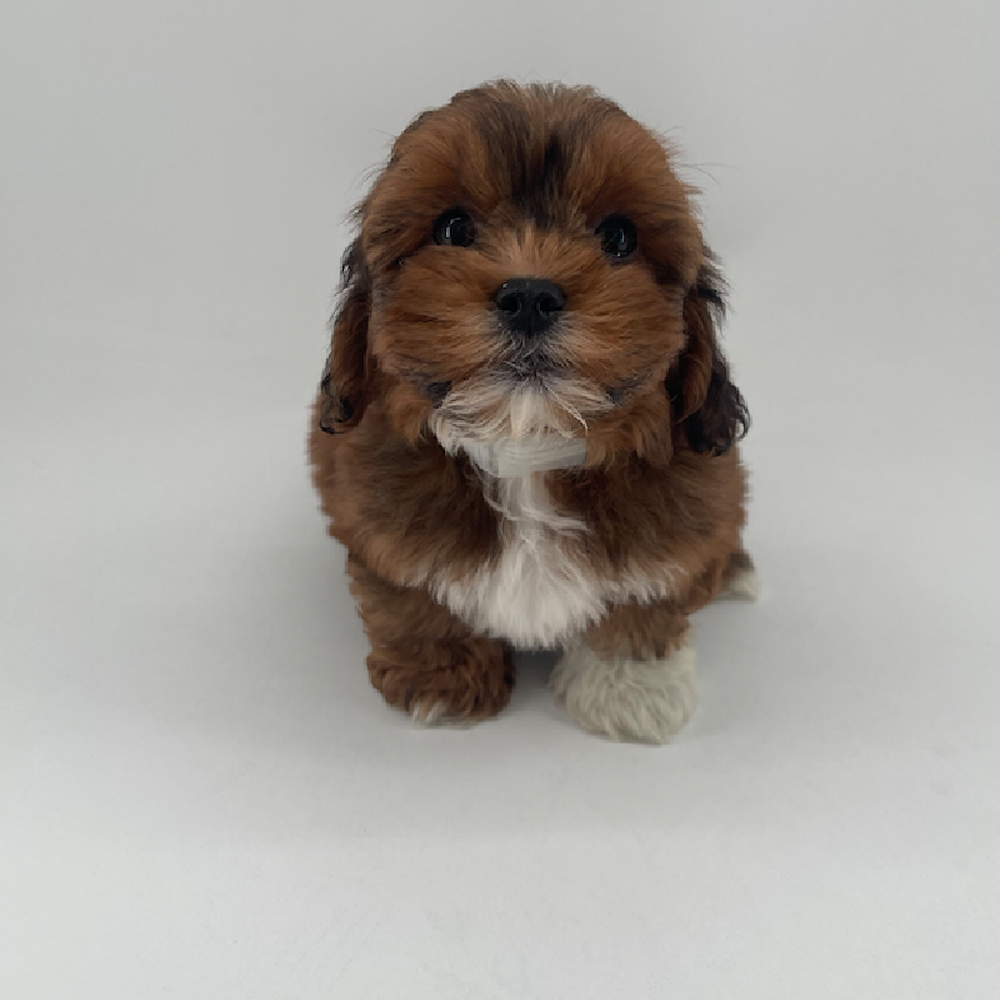Image of a pet breed in the gallery