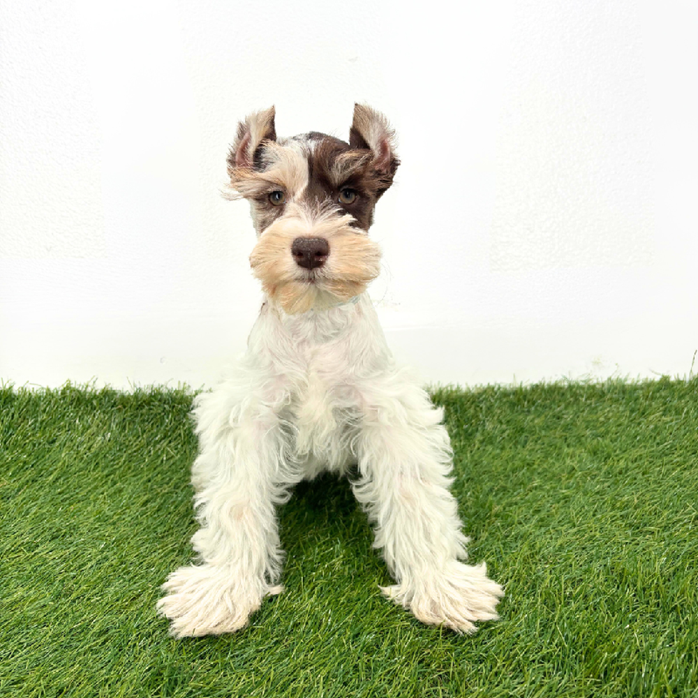 carousel pet images