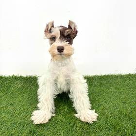 Mini Schnauzer