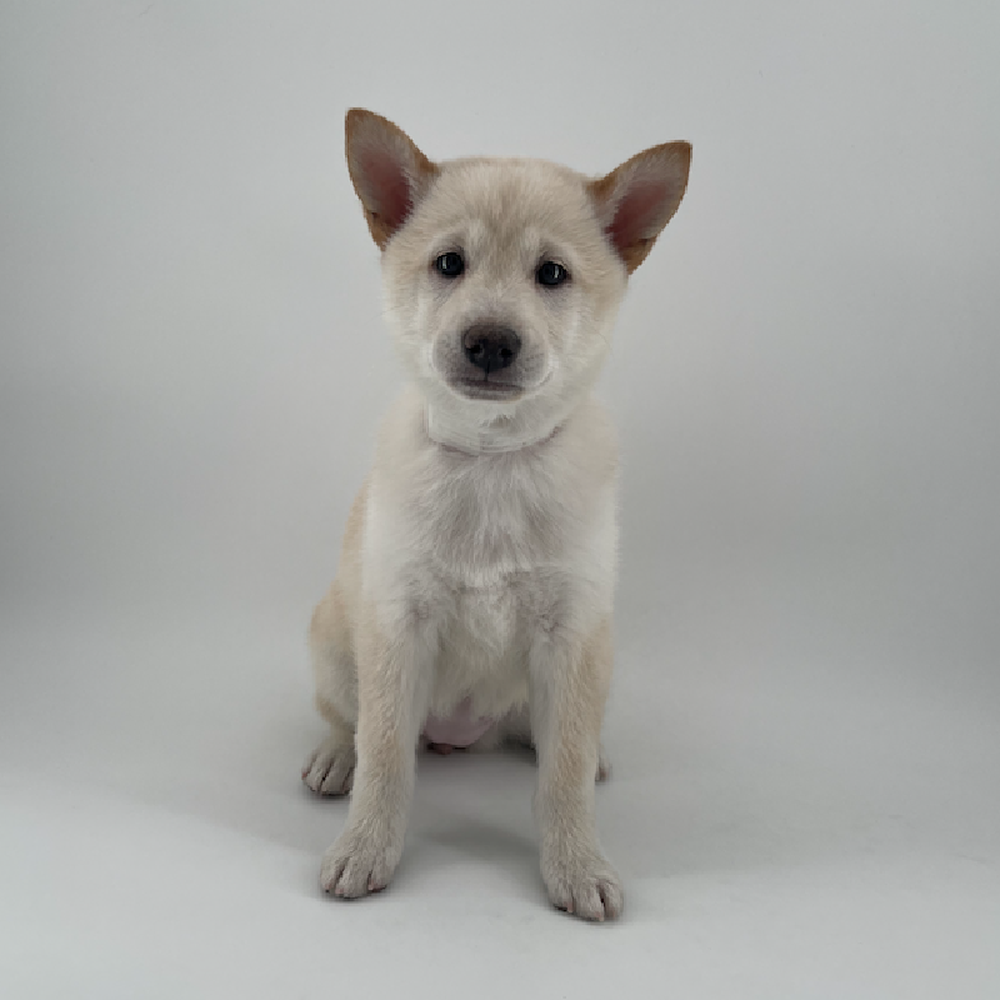 pet breed image
