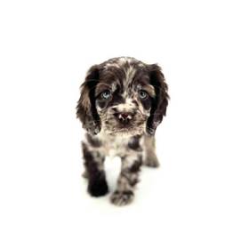 Cocker Spaniel