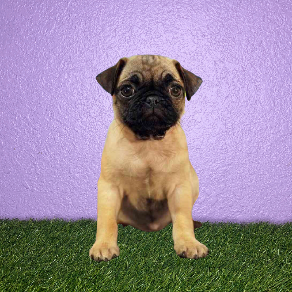 Female Pug Puppy for Sale in New Braunfels, TX