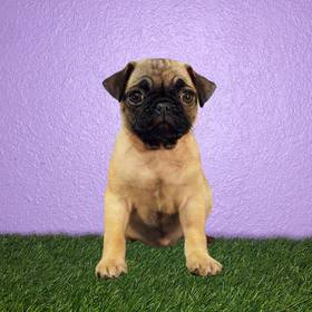 Pug