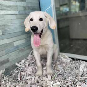 Labrador Retriever