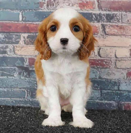 Cavalier King Charles Spaniel