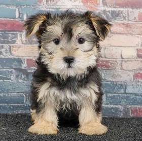 Morkie