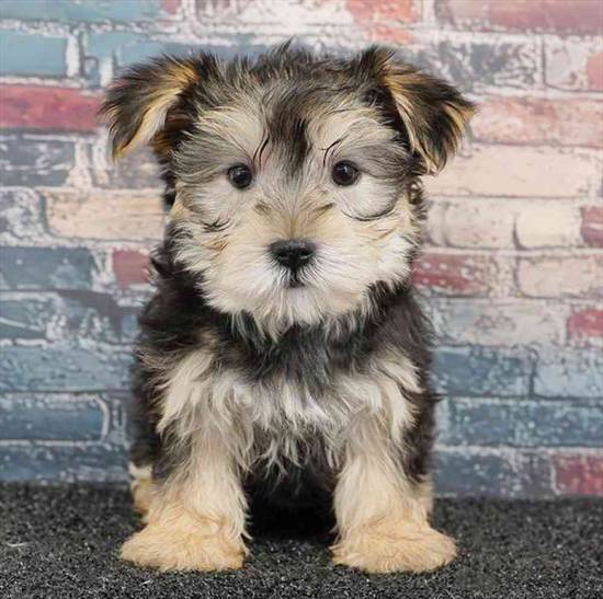 Morkie
