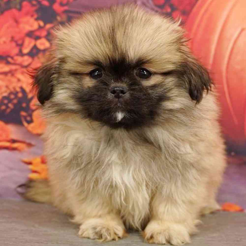 Image of a pet breed in the gallery