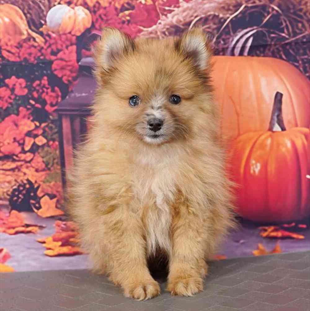 Image of a pet breed in the gallery