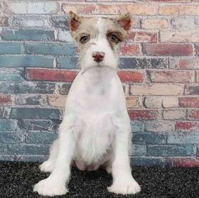 Mini Schnauzer