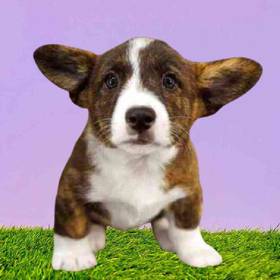 American Corgi