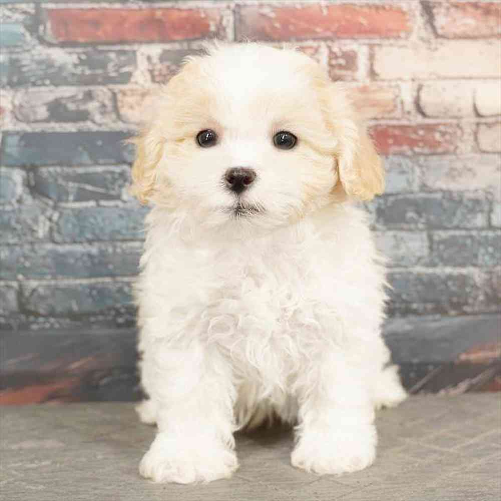 Image of a pet breed in the gallery