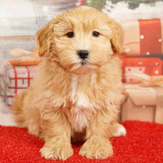 Maltipoo