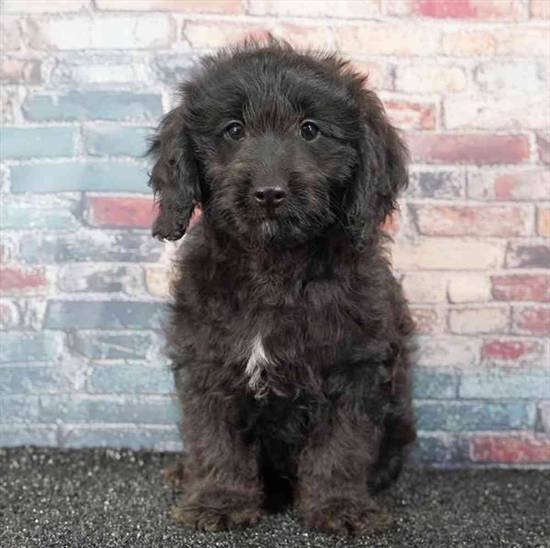 Cavapoo