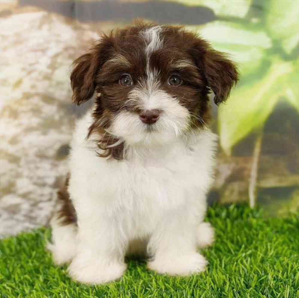 Image of a pet breed in the gallery