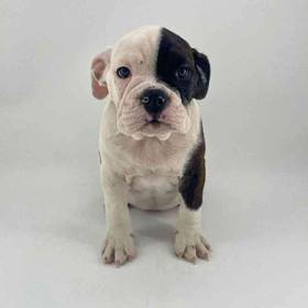 Bulldog-Boston Terrier/Bulldog