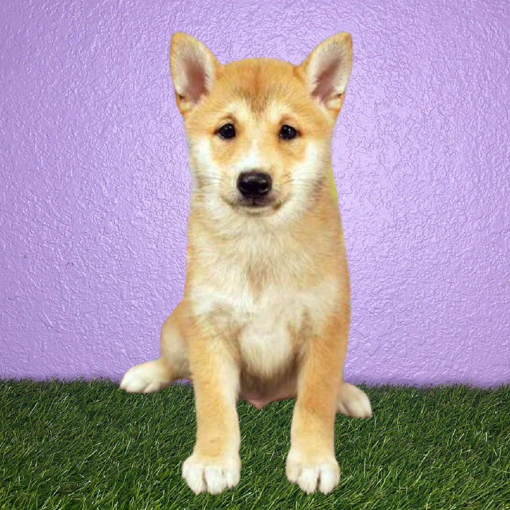 Male Shiba Inu Puppy for Sale in New Braunfels, TX