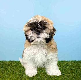 Shih Tzu