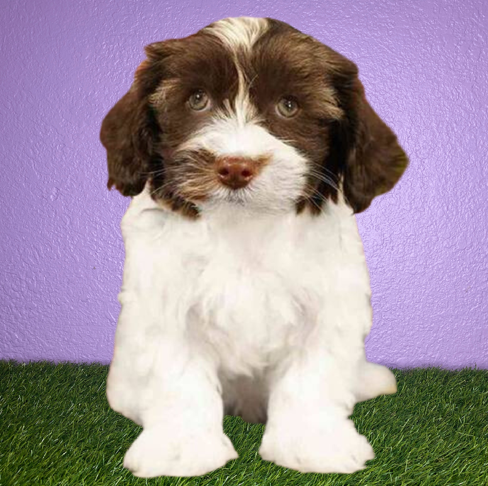 Male Havanese Puppy for Sale in New Braunfels, TX