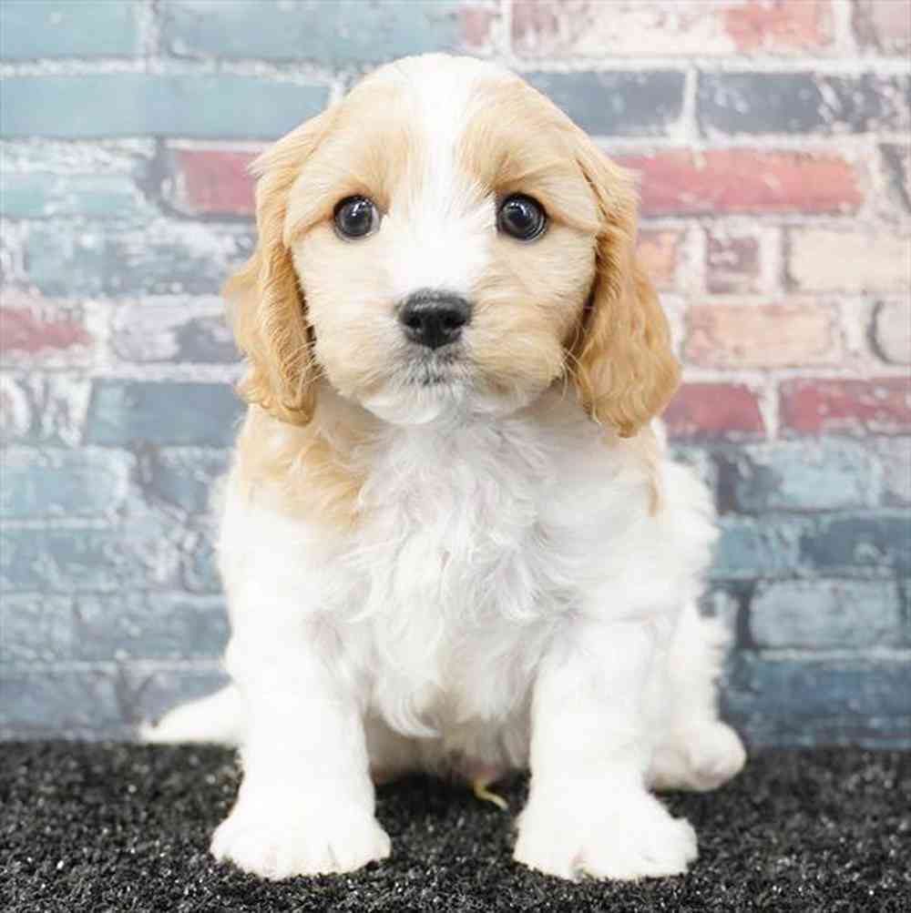 Image of a pet breed in the gallery