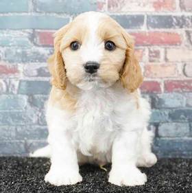Cavachon