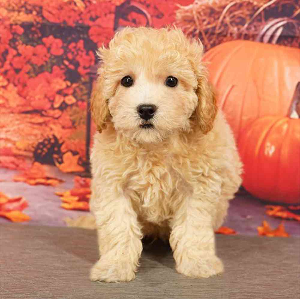 Image of a pet breed in the gallery