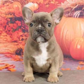 French Bulldog