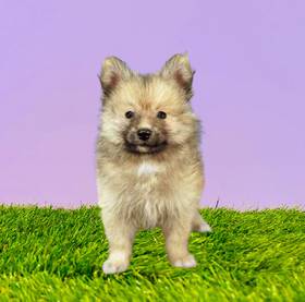 Pomeranian