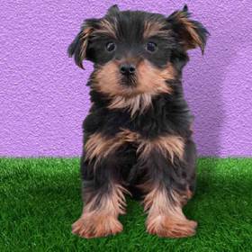 Yorkie