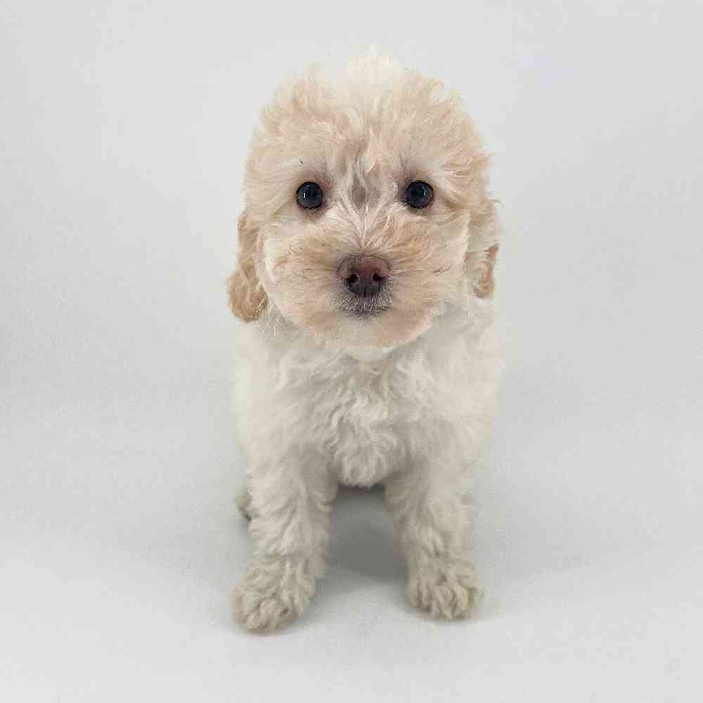 pet breed image