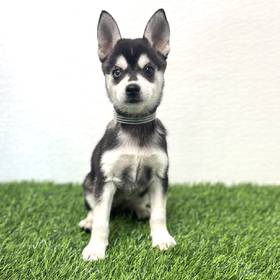 Alaskan Klee Kai