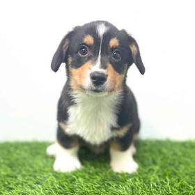 Pembroke Welsh Corgi