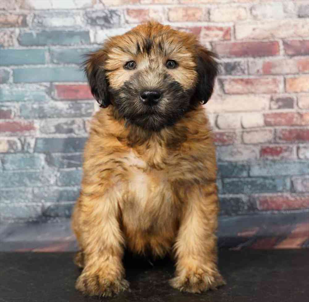 Image of a pet breed in the gallery