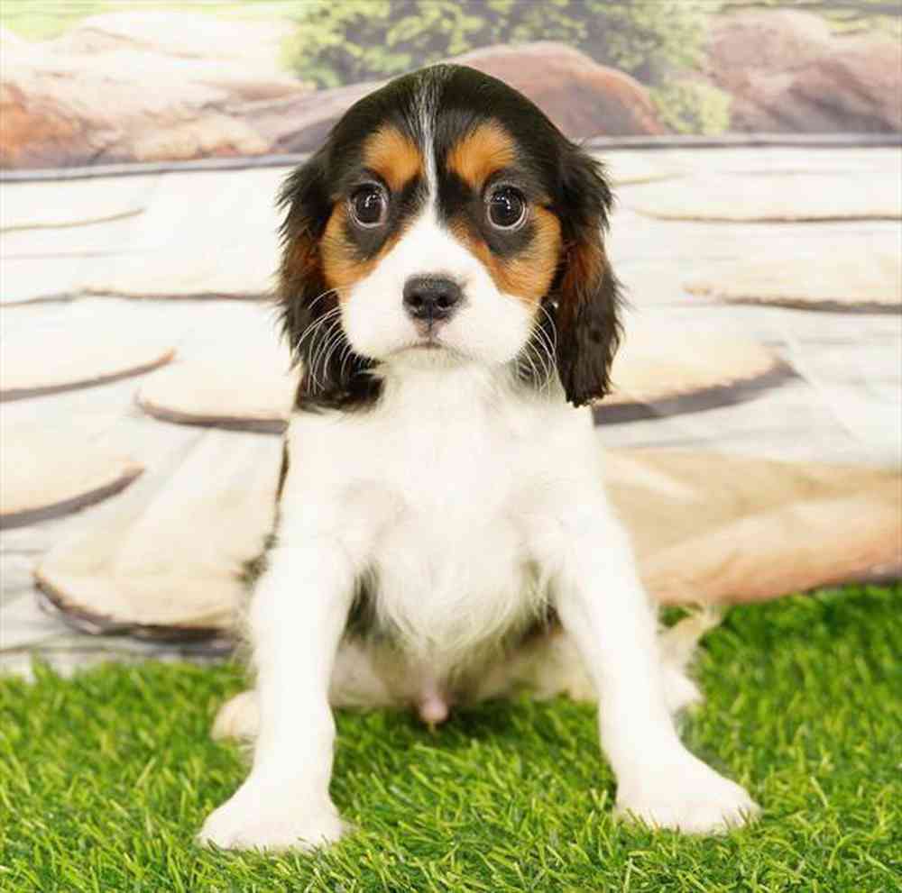 pet breed image