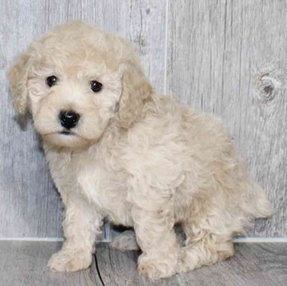 Image of a pet breed in the gallery