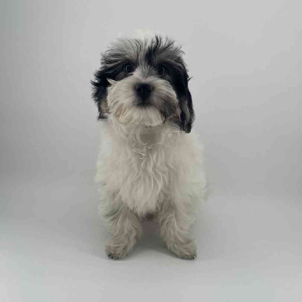 pet breed image