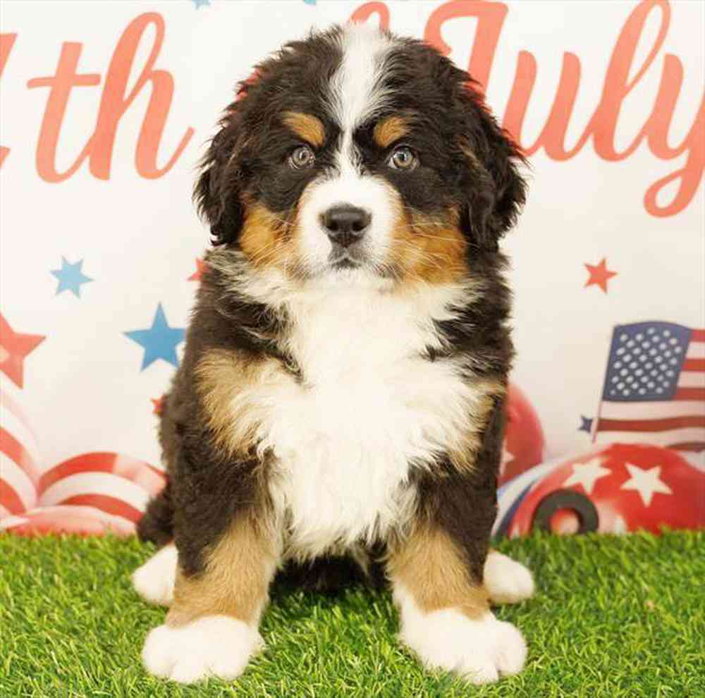 Image of a pet breed in the gallery
