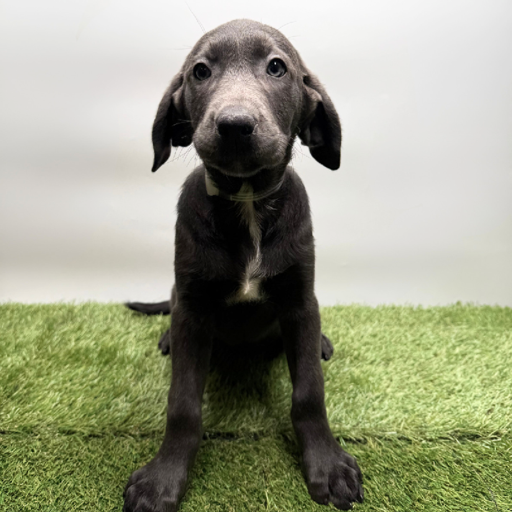 pet breed image
