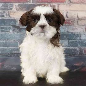 Shih Tzu