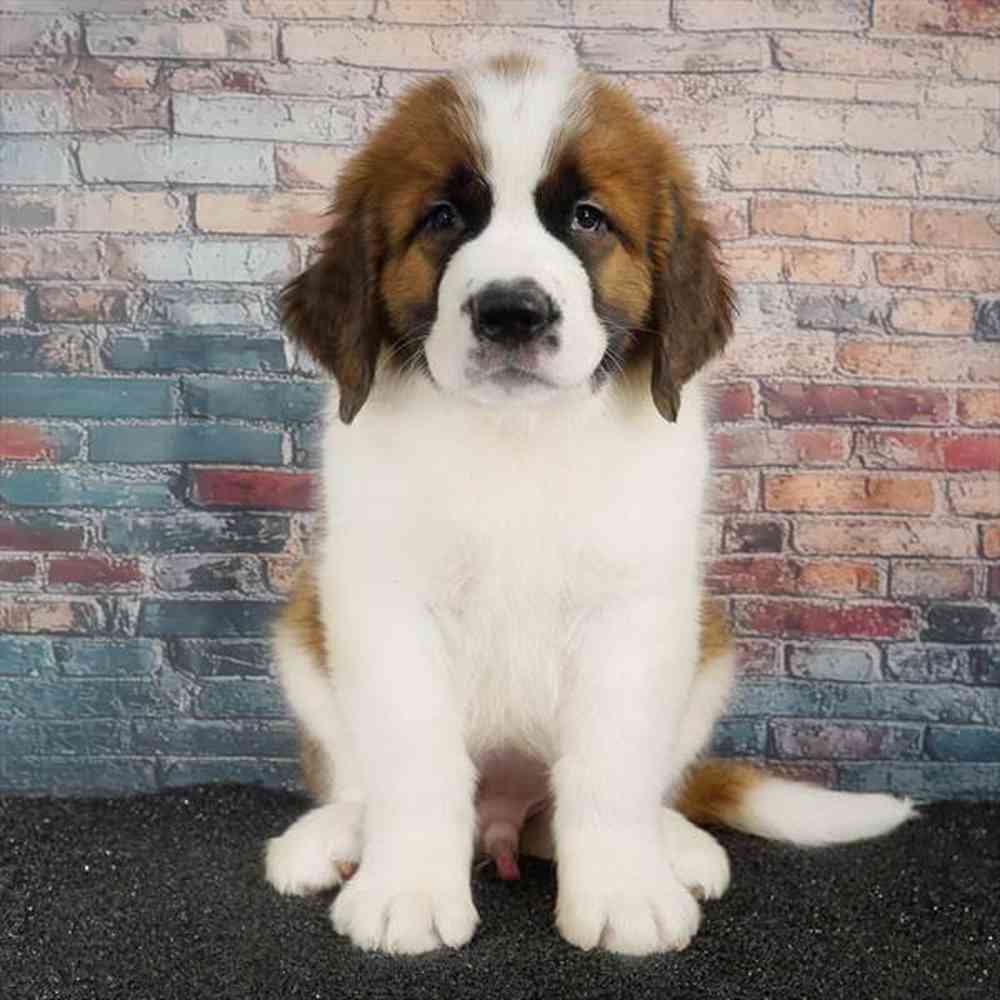 pet breed image