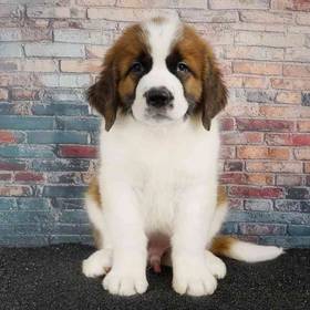 Saint Bernard