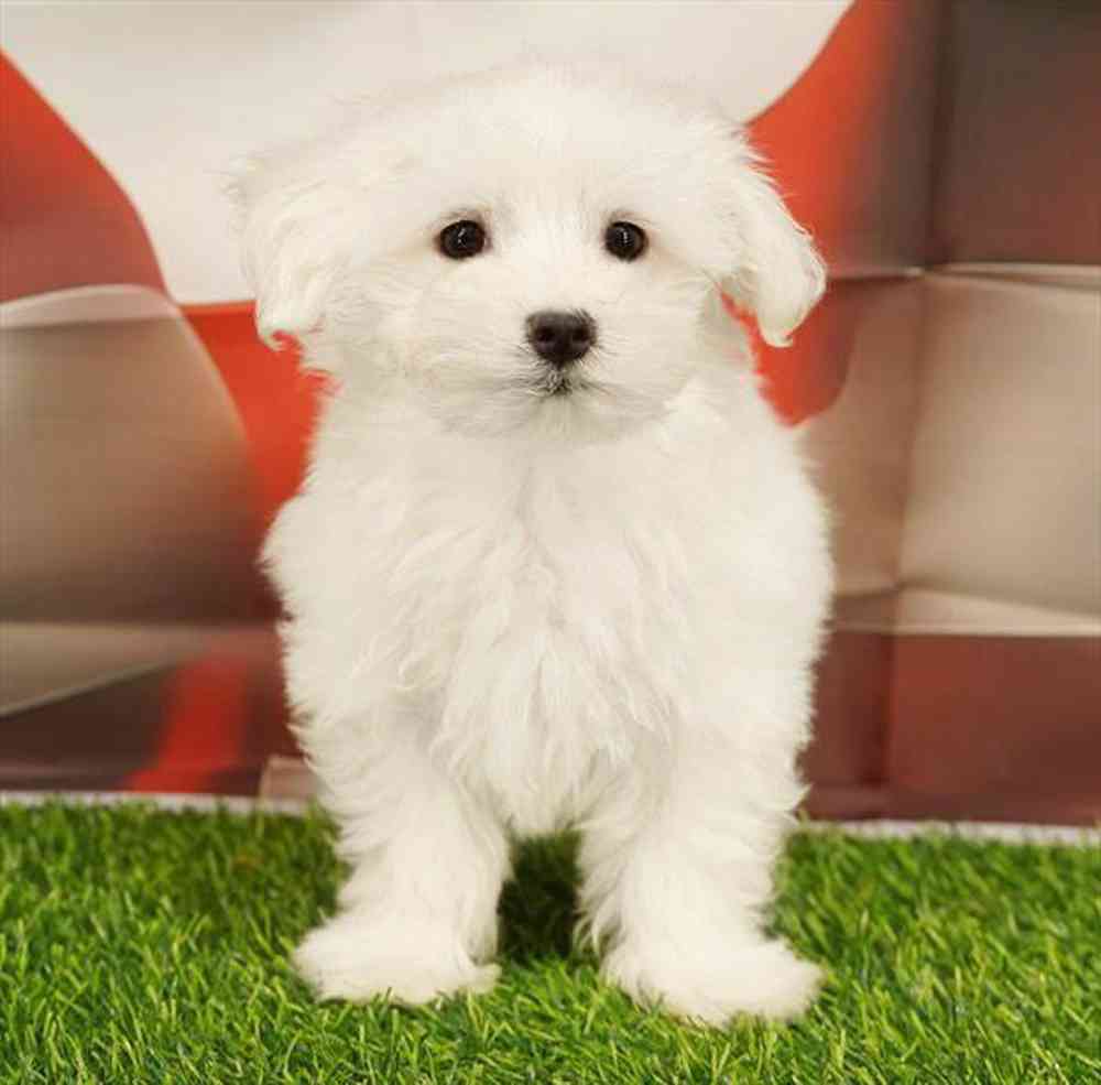 pet breed image