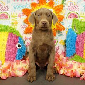 Labrador Retriever