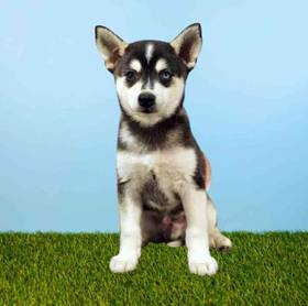 Alaskan Klee Kai