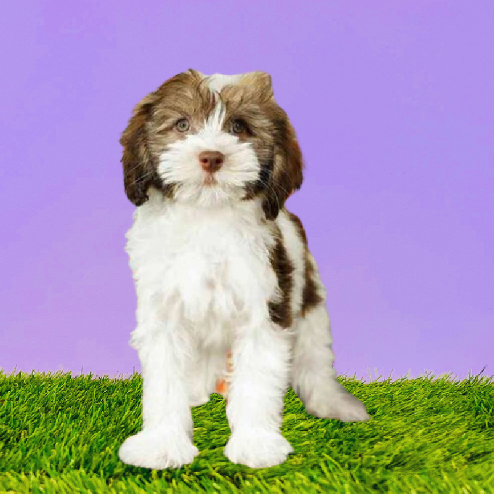 Male Havanese Puppy for Sale in Marietta, GA