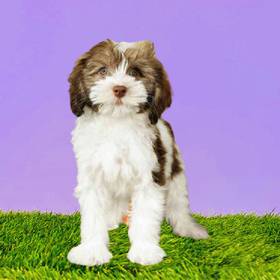 Havanese