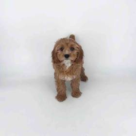 Cavapoo