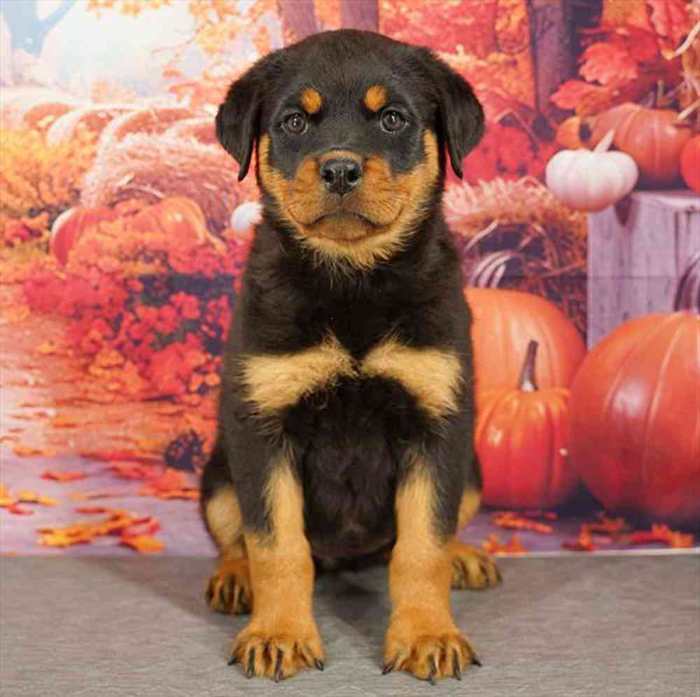 Image of a pet breed in the gallery