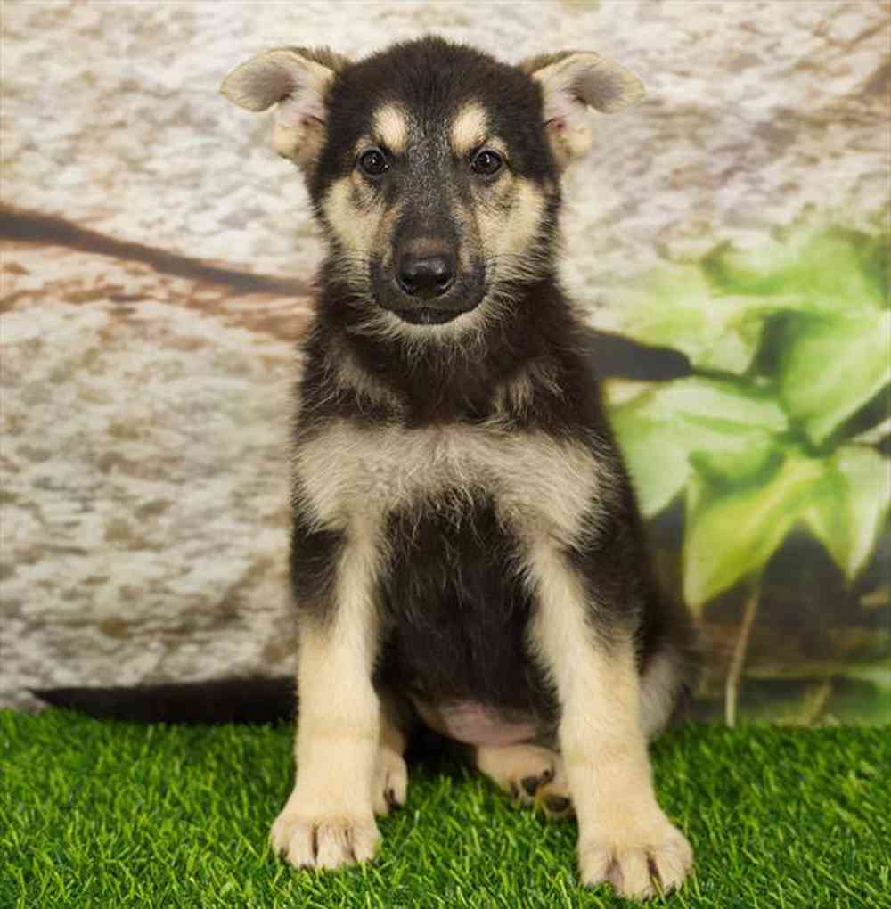 Image of a pet breed in the gallery