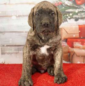 English Mastiff